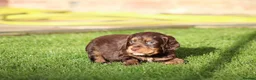 Cocker Spaniel dogs for sale: Beautiful pups in Durham - Advert 21