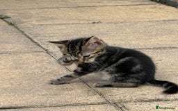 Domestic Shorthair cats for sale: 🐾 Kittens Looking for Loving Homes 🐾 - Image 9