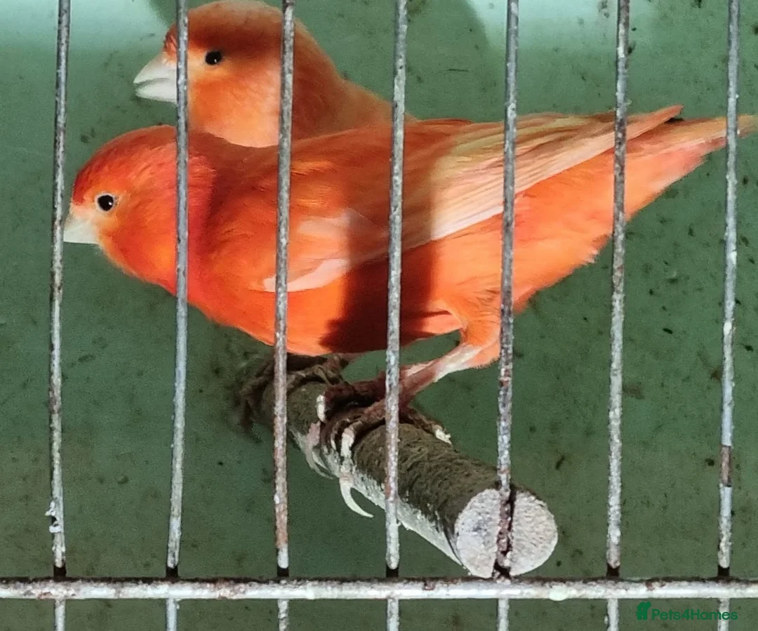 Canaries birds for sale: x 15 coloured canaries in Keighley - Advert 1