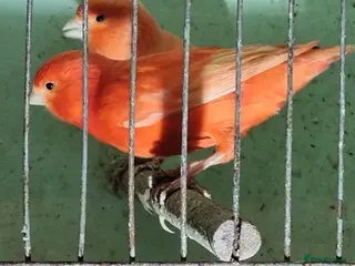 Canaries birds x 15 coloured canaries in Keighley - Advert 1