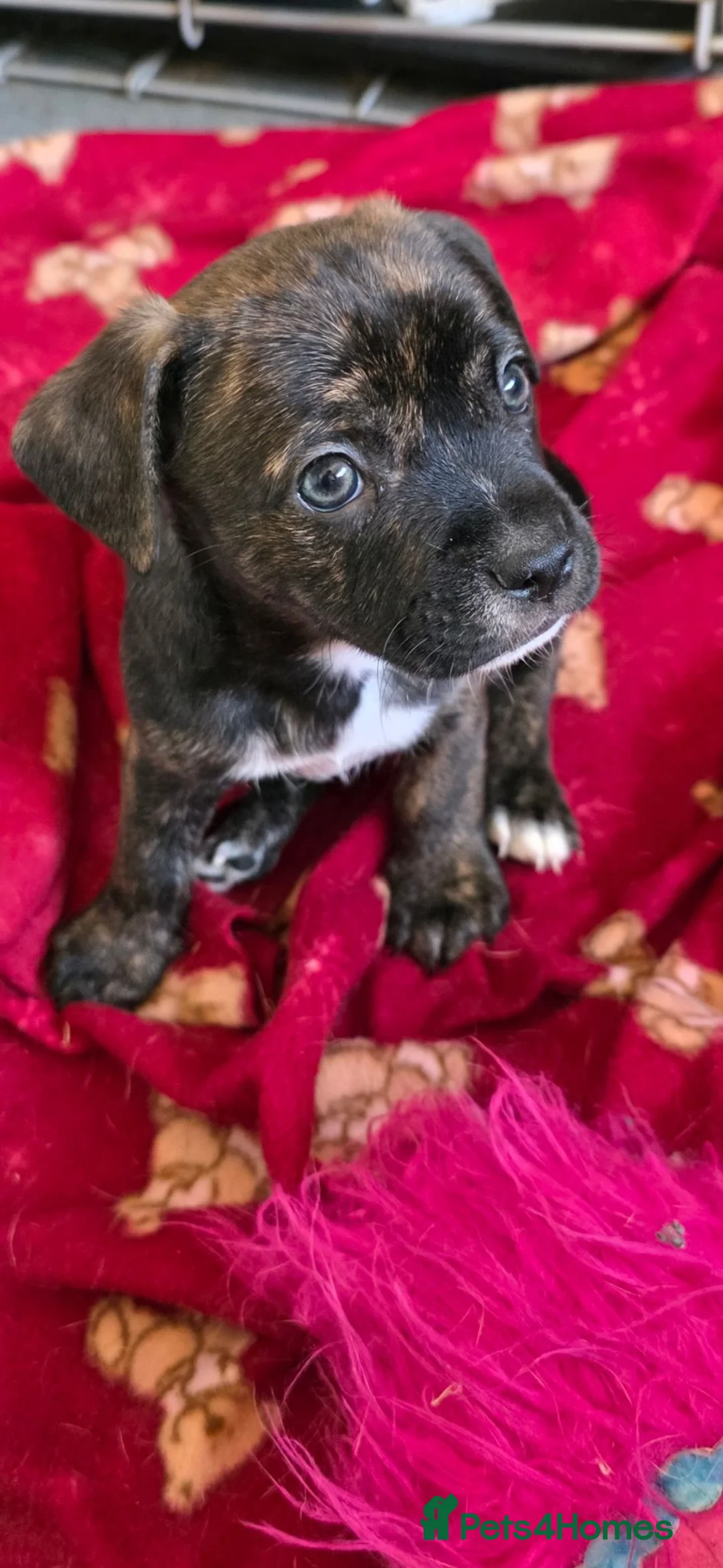 Mixed Breed dogs for sale: Frenchie cross puppies  - Advert 2