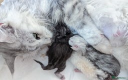 Maine Coon cats for sale: Maine Coon Kittens  - Image 4
