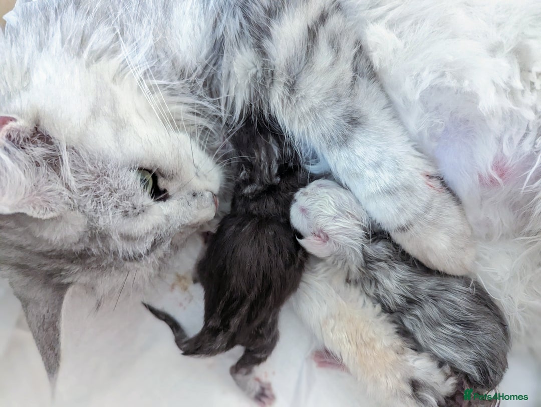 Maine Coon cats for sale: Maine Coon Kittens  - Image 4