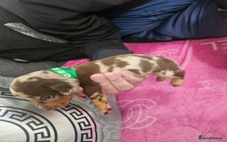 Miniature Dachshund dogs for sale: Miniature dashunds  - Image 13