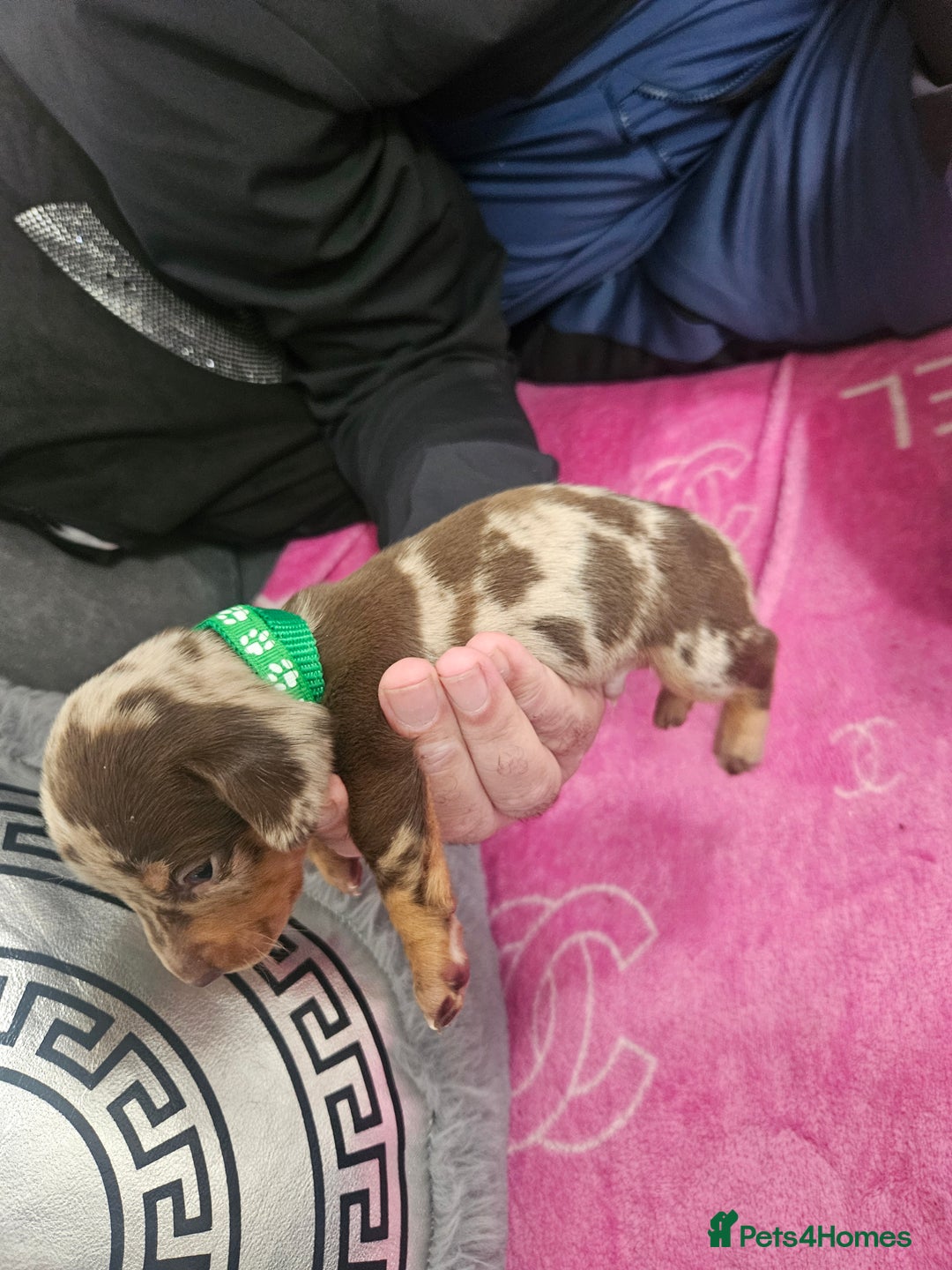 Miniature Dachshund dogs for sale: Miniature dashunds  - Image 13