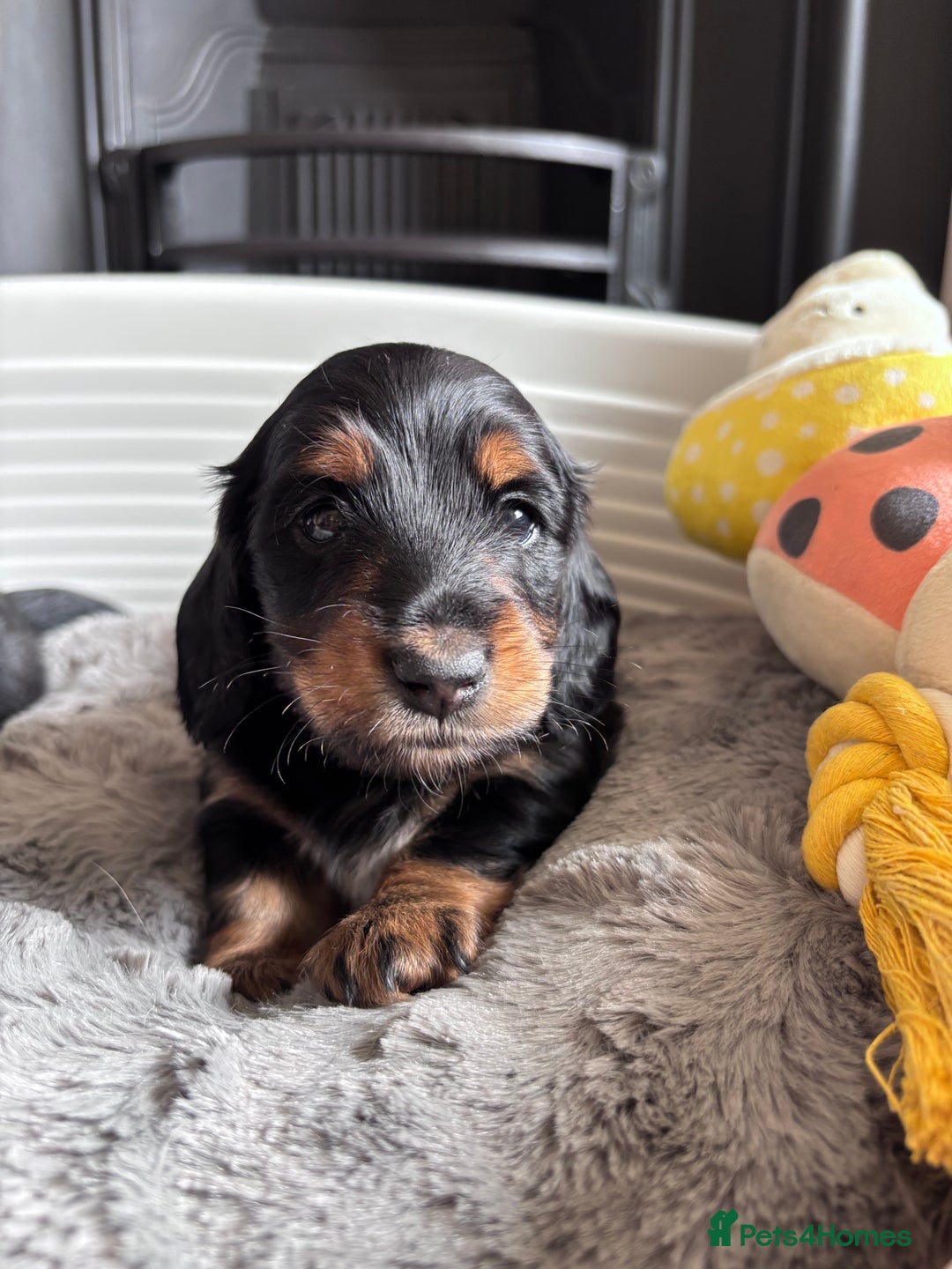 Miniature Dachshund dogs for sale: 🌿🌸🌳KC LONGHAIR MINI DACHSHUND PUPS🌳🌸🌿 - Image 9