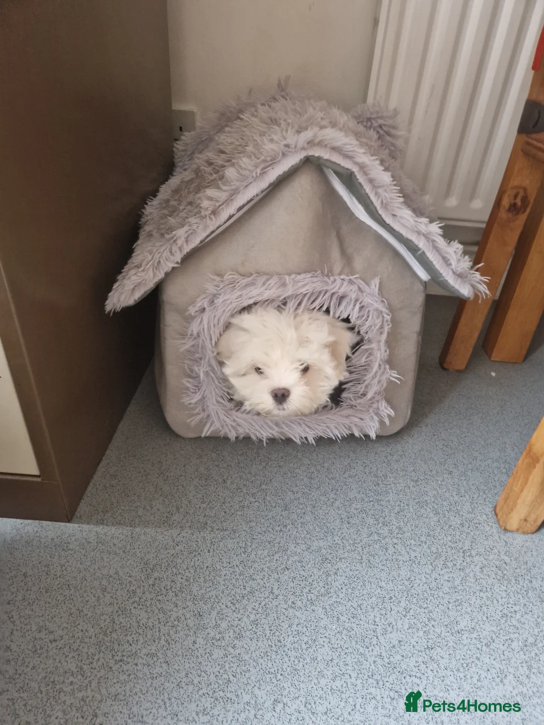 Maltese dogs for sale: Maltese toybreed - Advert 3