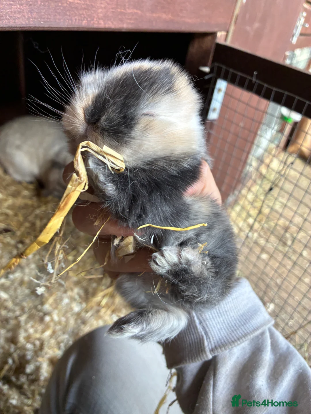 Mini Lop rabbits for sale:  Gorgeous pure mini lop babies for sale !💗💙 - Advert 2