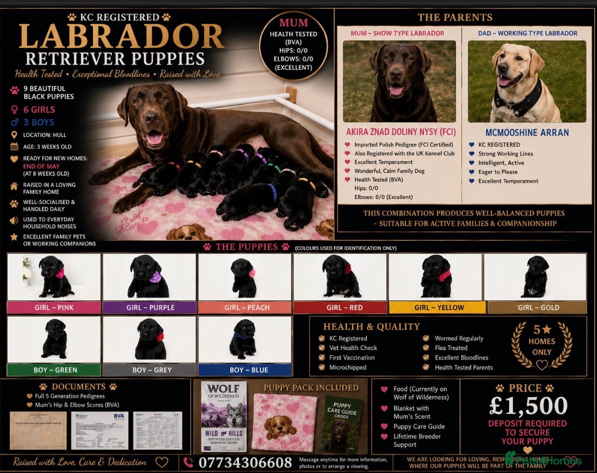 Labrador Retriever dogs LABRADOR RETRIEVER PUPPIES – HEALTH TESTED - Advert 1
