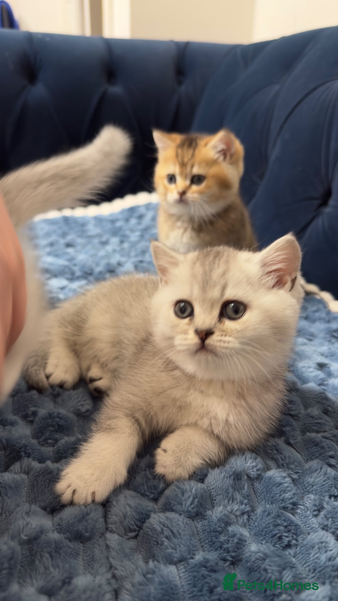 British Shorthair cats Kitten - Advert 4