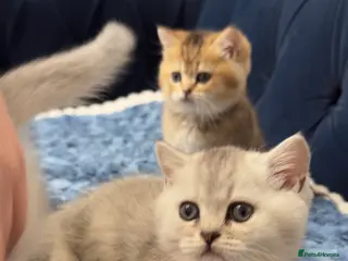British Shorthair cats Kitten - Advert 1