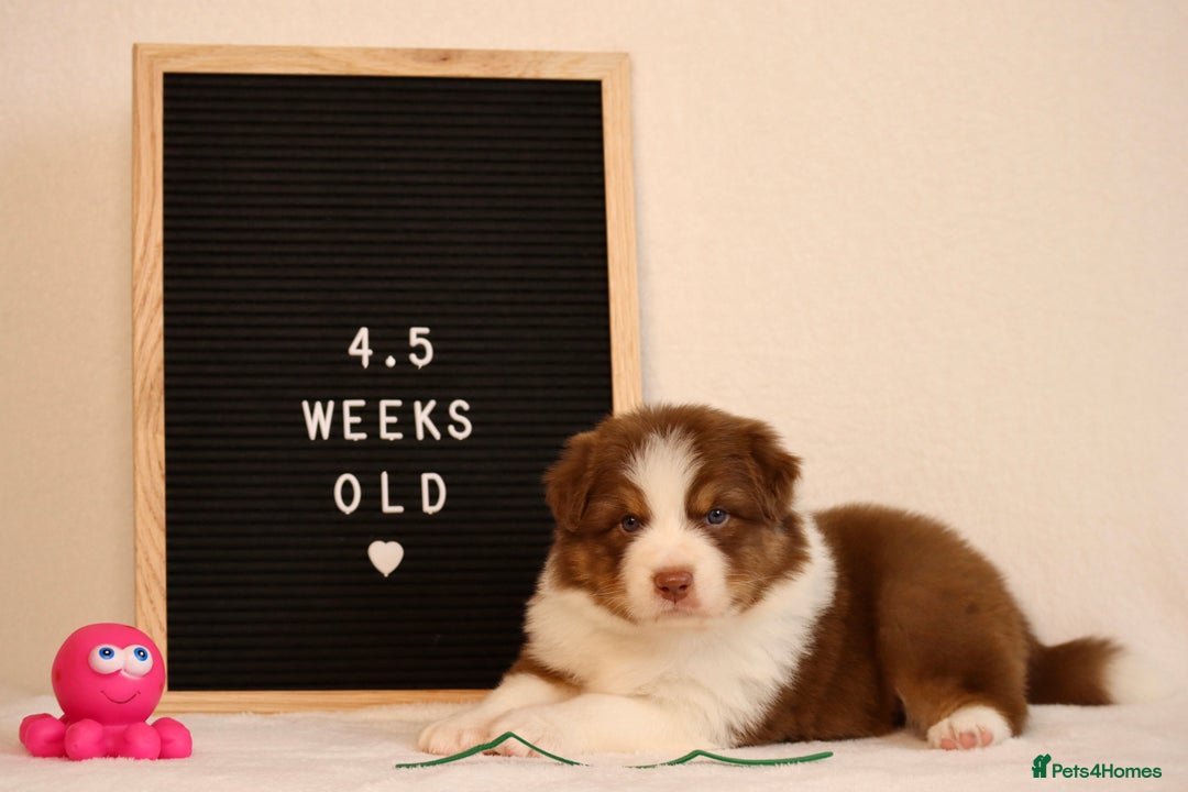 Australian Shepherd dogs for sale: KC Australian Shepherd Puppies  - Image 14