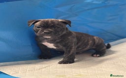 Mixed Breed dogs for sale: Pocket bully (mom) x staffy - Image 4