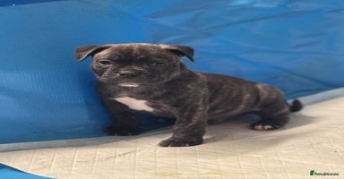 Mixed Breed dogs - Advert 7