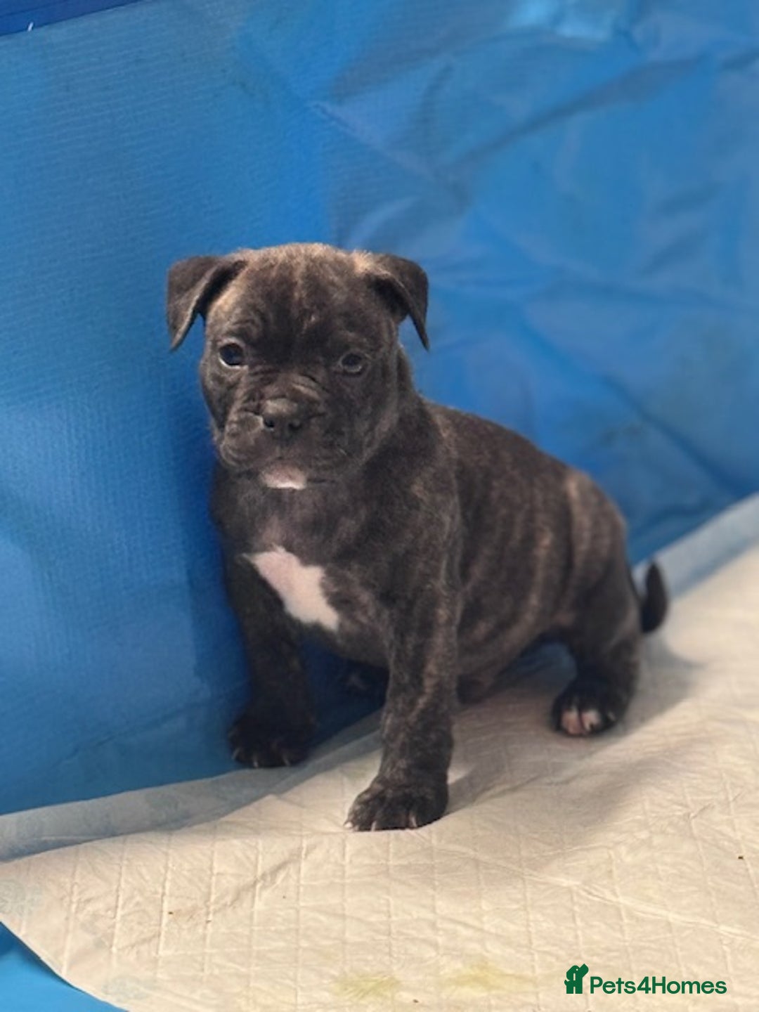 Mixed Breed dogs for sale: Pocket bully (mom) x staffy - Image 4