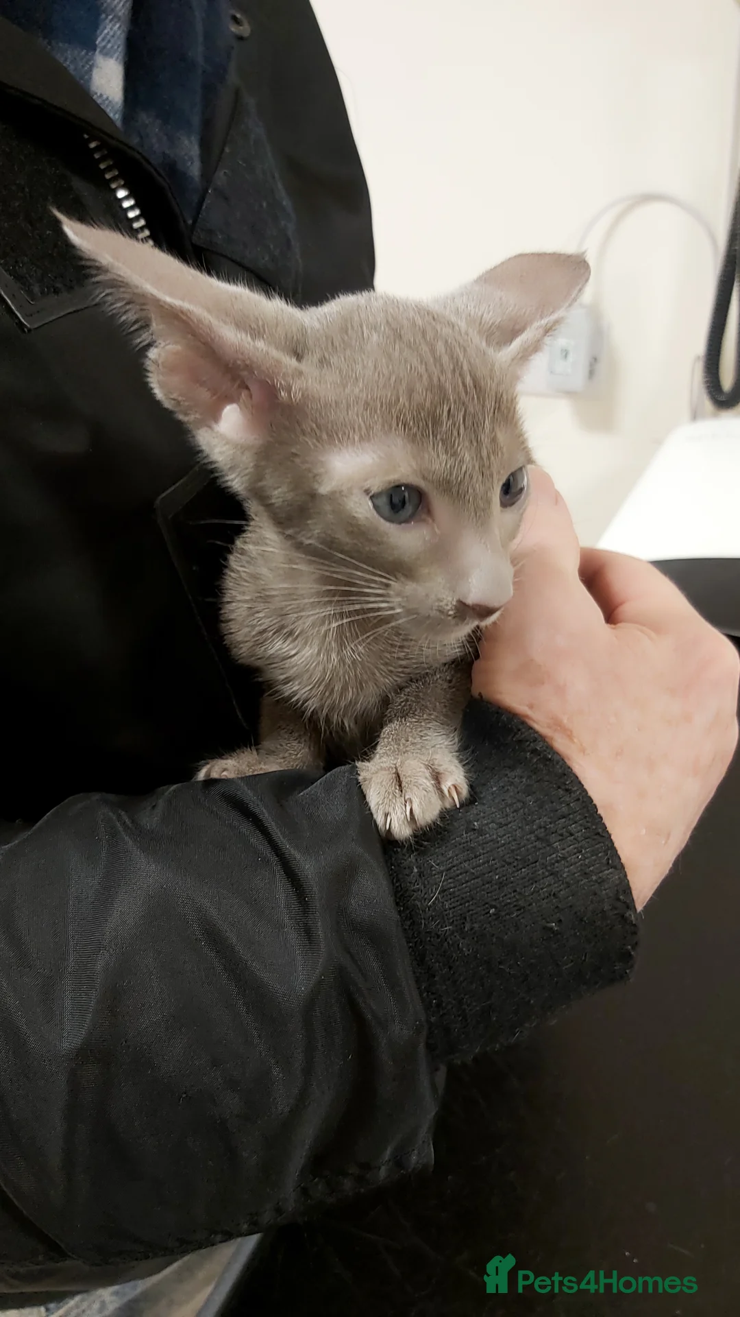 Oriental cats for sale: Full Pedigree Oriental 6 Kittens XL size ears GCCF - Advert 28