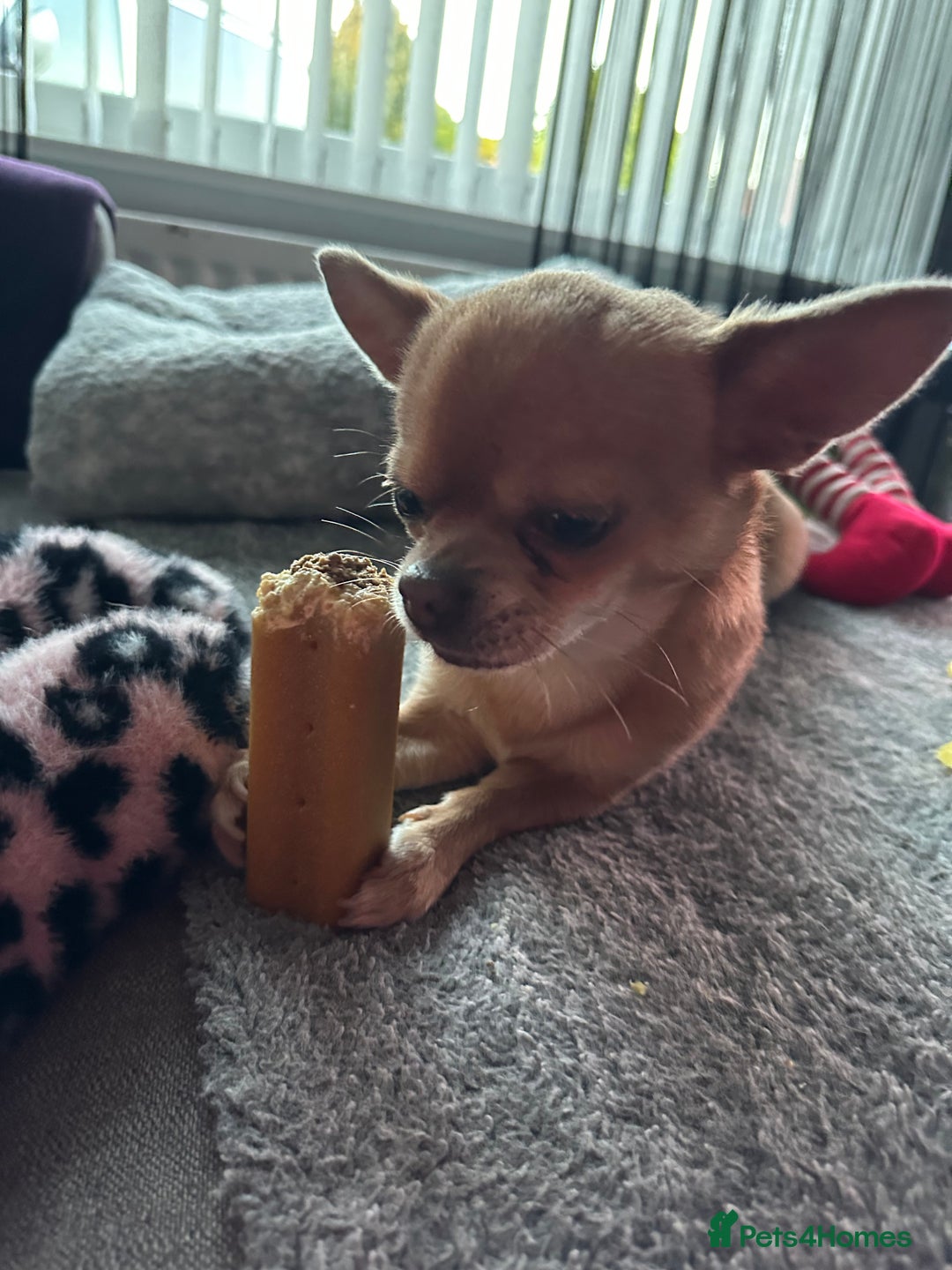 Chihuahua dogs for stud: Chihuahua short hair  - Advert 11