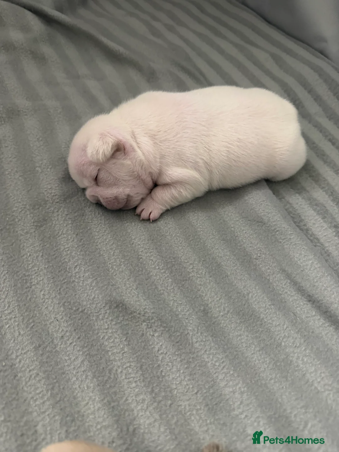 French Bulldog dogs for sale: French bulldog pups  - Advert 5