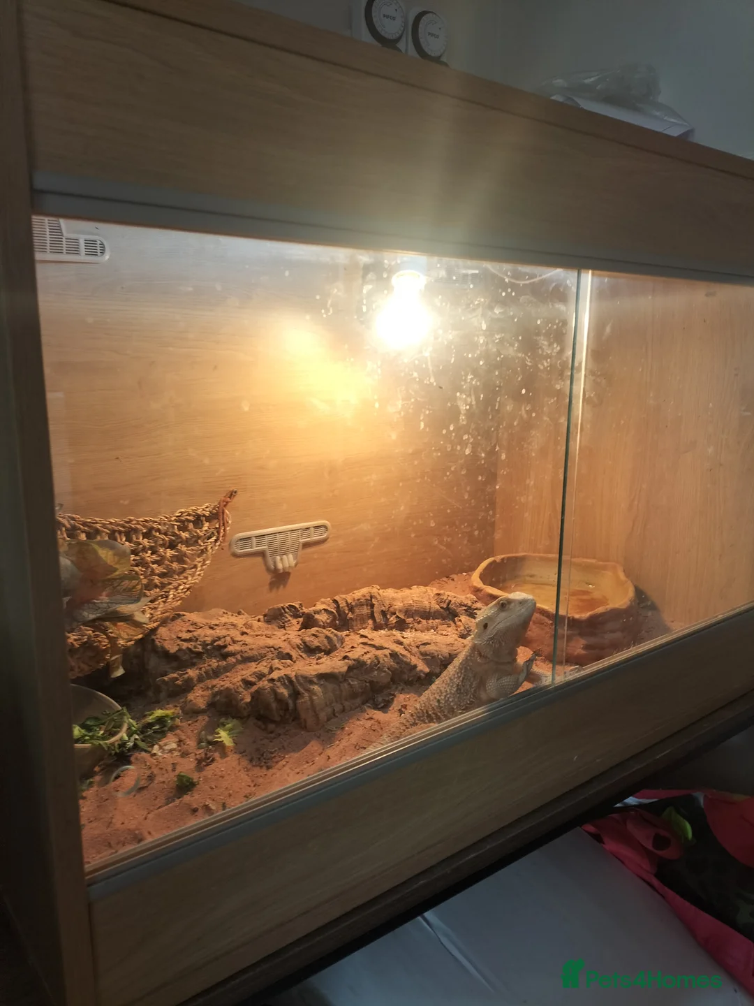 Bearded Dragon reptiles for sale: Bearded dragon/ full set up in Treharris - Advert 3