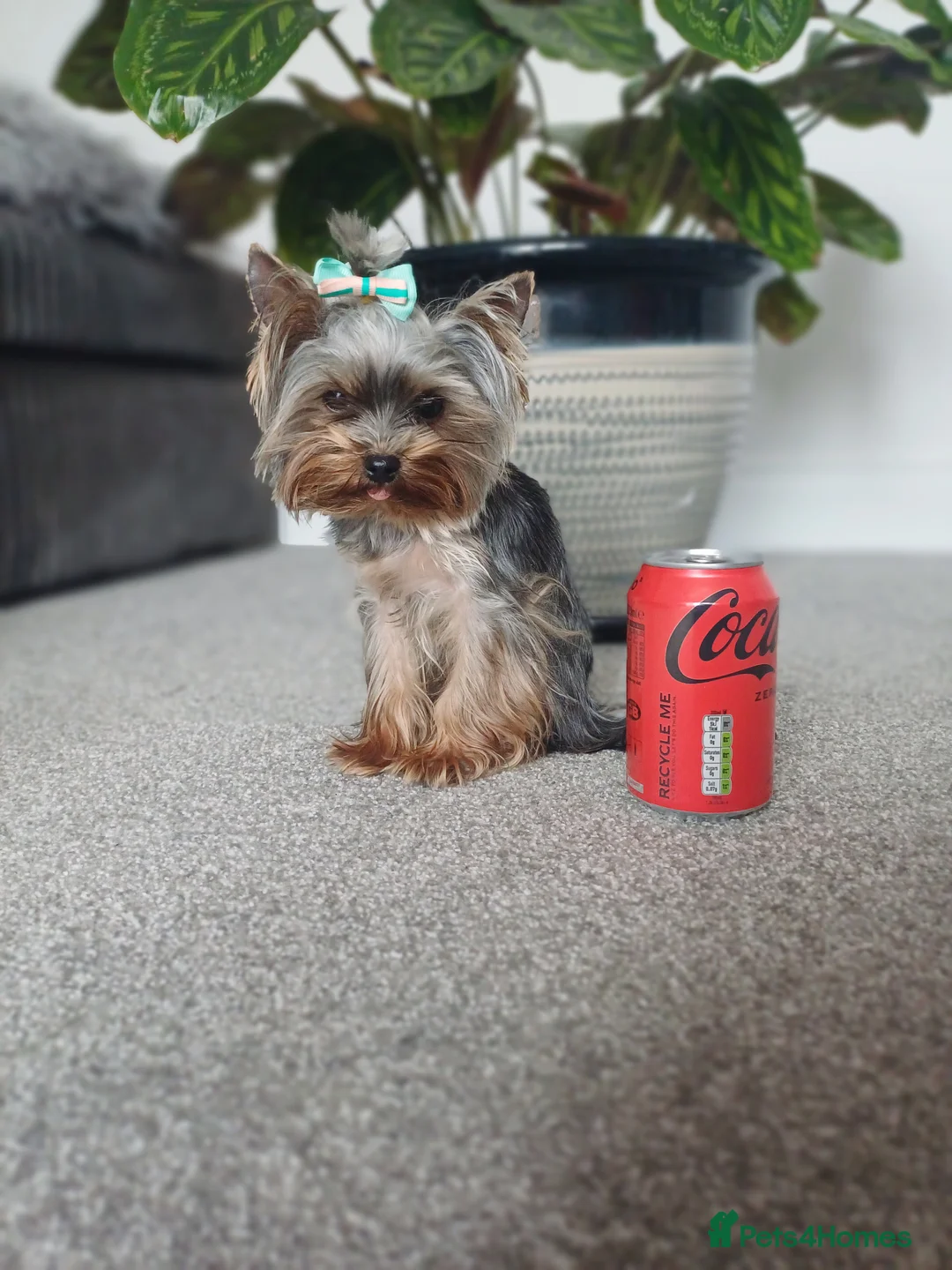 Yorkshire Terrier dogs for stud:  900grams !! The smallest cutest boy in Uk  in Bedford - Advert 3