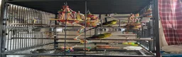 Parrots birds for sale: Regal ,rock pebbler parrots in Rotherham - Advert 13