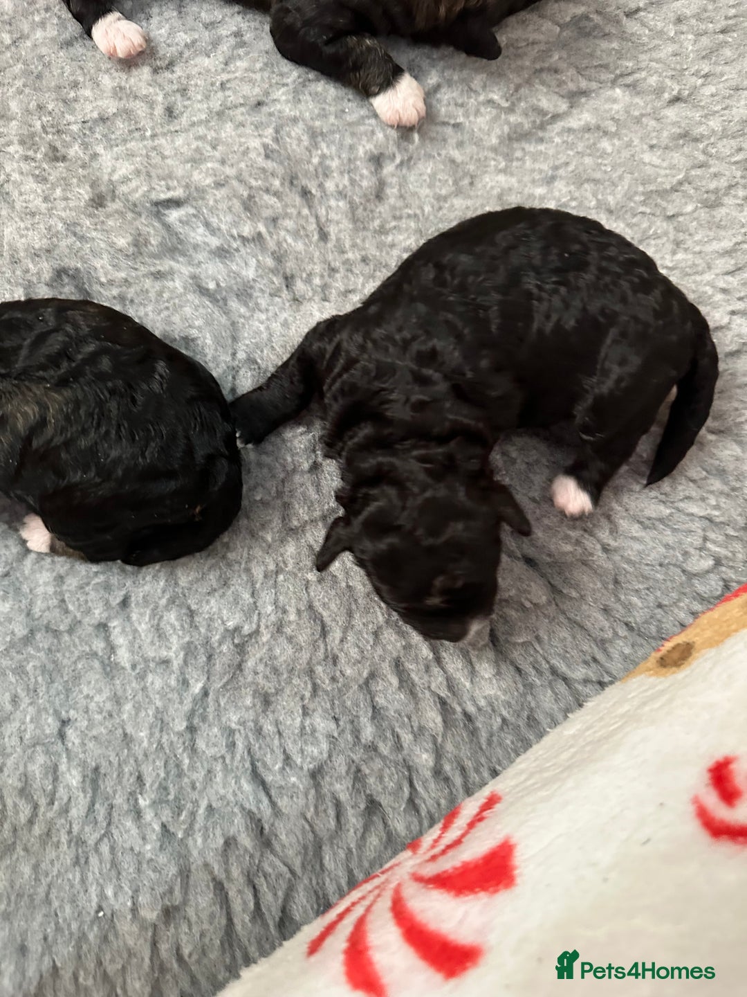 Poochon dogs for sale: Poochon puppies  - Image 25