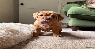 Old Tyme Bulldog dogs - Advert 1