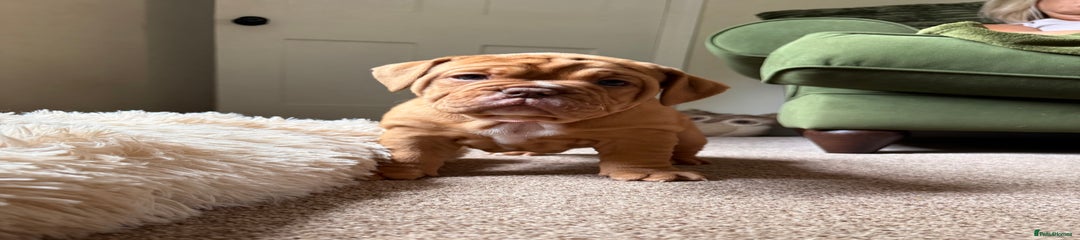 Old Tyme Bulldog Puppy 2