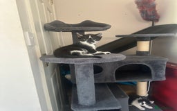 Domestic Shorthair cats for sale: Gorgeous traditional Black and white kittens  - Image 21