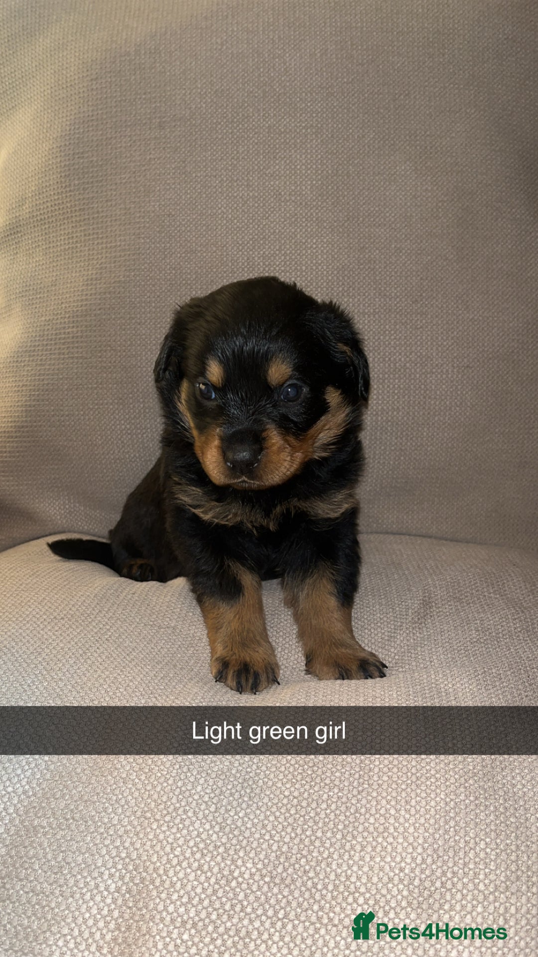 Rottweiler dogs for sale: Black & tan and red Rottweiler puppies - Advert 7