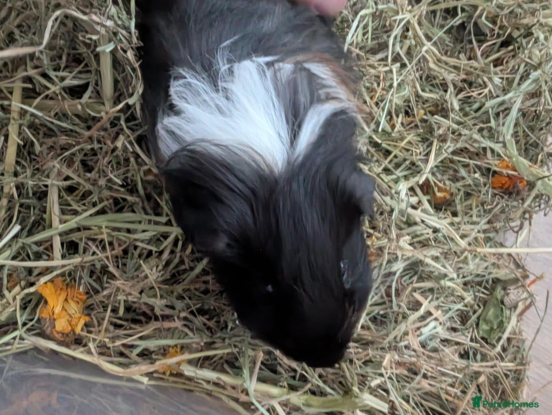 Guinea Pig rodents 2 male Guinea Pigs for sale - Advert 1