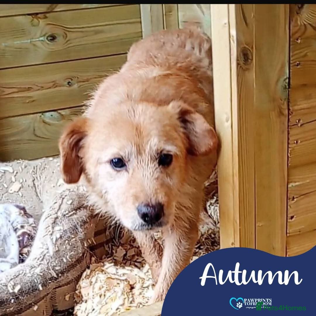 Mixed Breed dogs Meet Autumn,  currently residing in Essex  - Advert 6