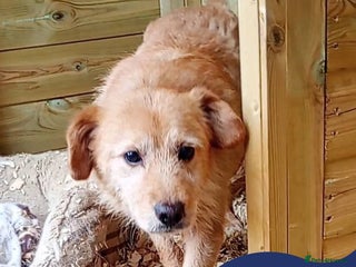 Mixed Breed dogs - Advert 23