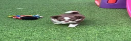 Chihuahua dogs for sale: Amazing tiny long coat girl puppy  - Advert 4