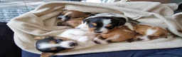 Jack Russell dogs for sale: Stunning smooth coat full jack russells  - Advert 8