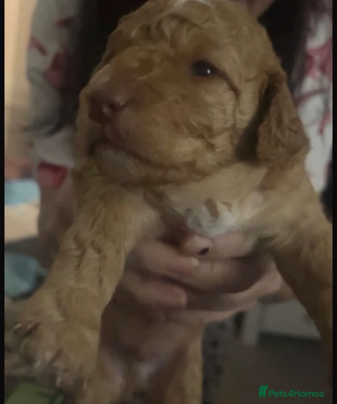 Cockapoo dogs for sale: 5 beautiful cockapoo puppies  - Advert 14