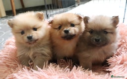 Pomeranian dogs for sale: Purebred Pomeranian Pups Raised with Love in LDN - Image 5