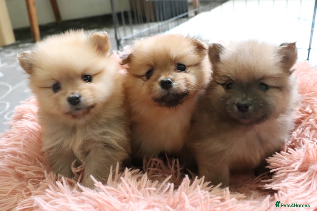 Pomeranian dogs for sale: Purebred Pomeranian Pups Raised with Love in LDN - Image 5