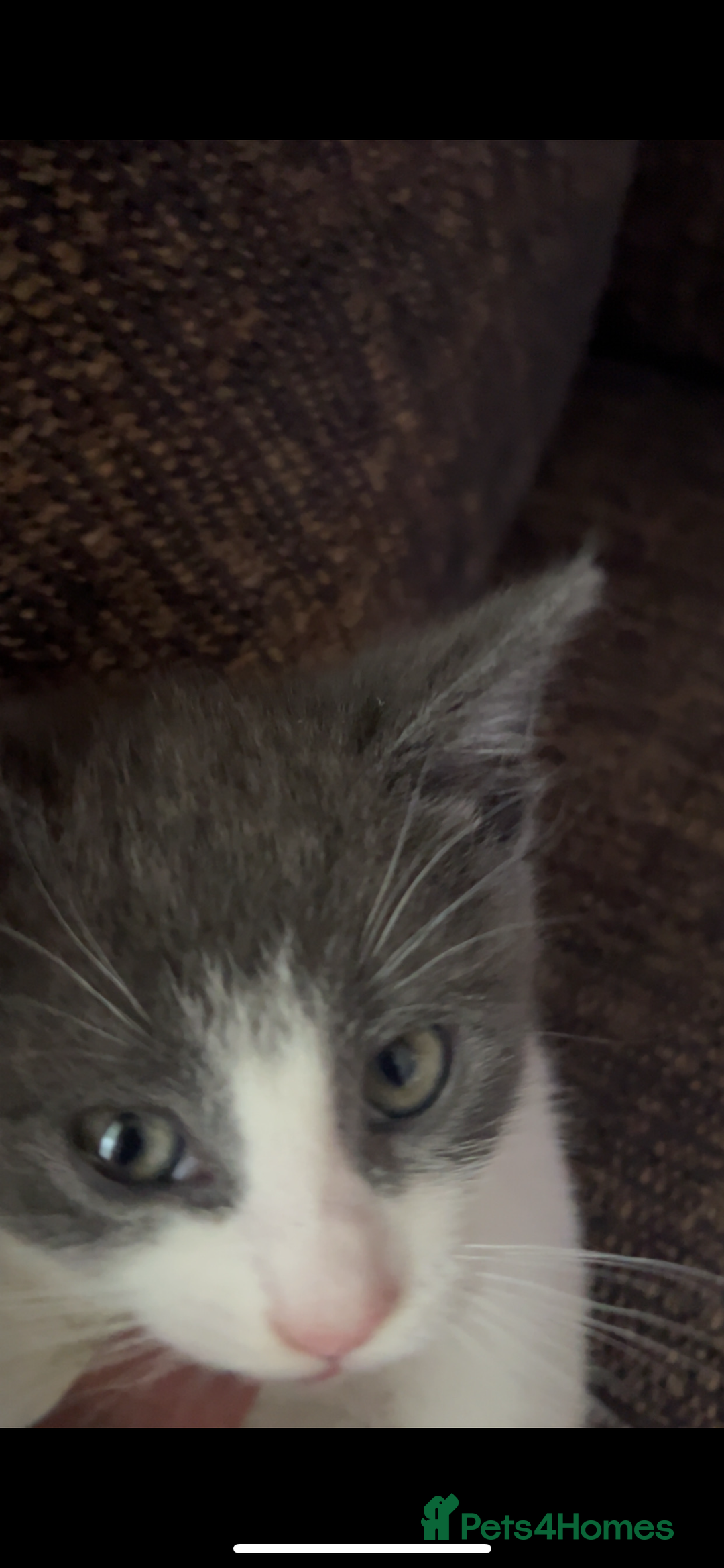 Mixed Breed cats for sale: Kitten for sale  - Advert 7