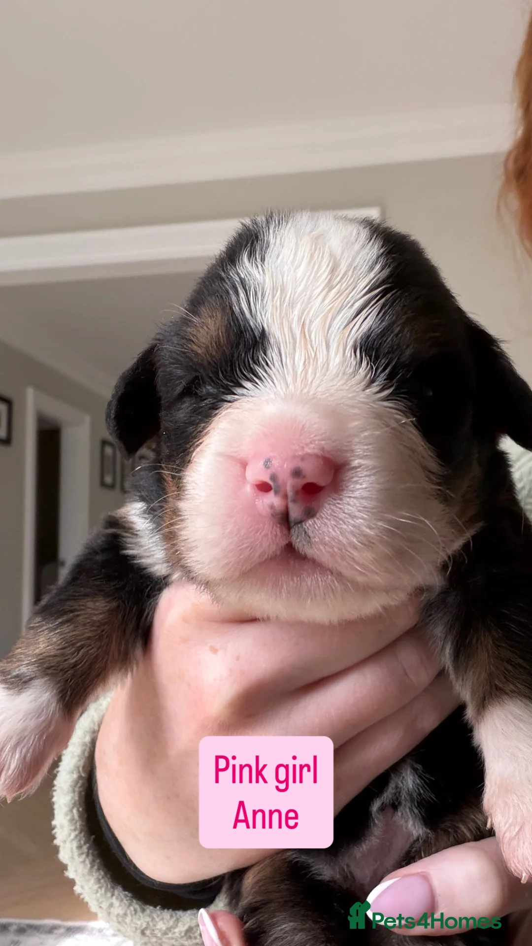 Bernese Mountain Dog dogs for sale: KC Registered Bernese Mountain Dog Puppies  - Advert 2