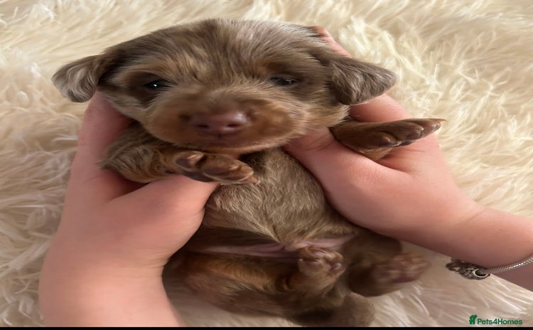 Miniature Dachshund dogs - Advert 16