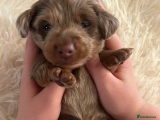 Miniature Dachshund dogs - Advert 17