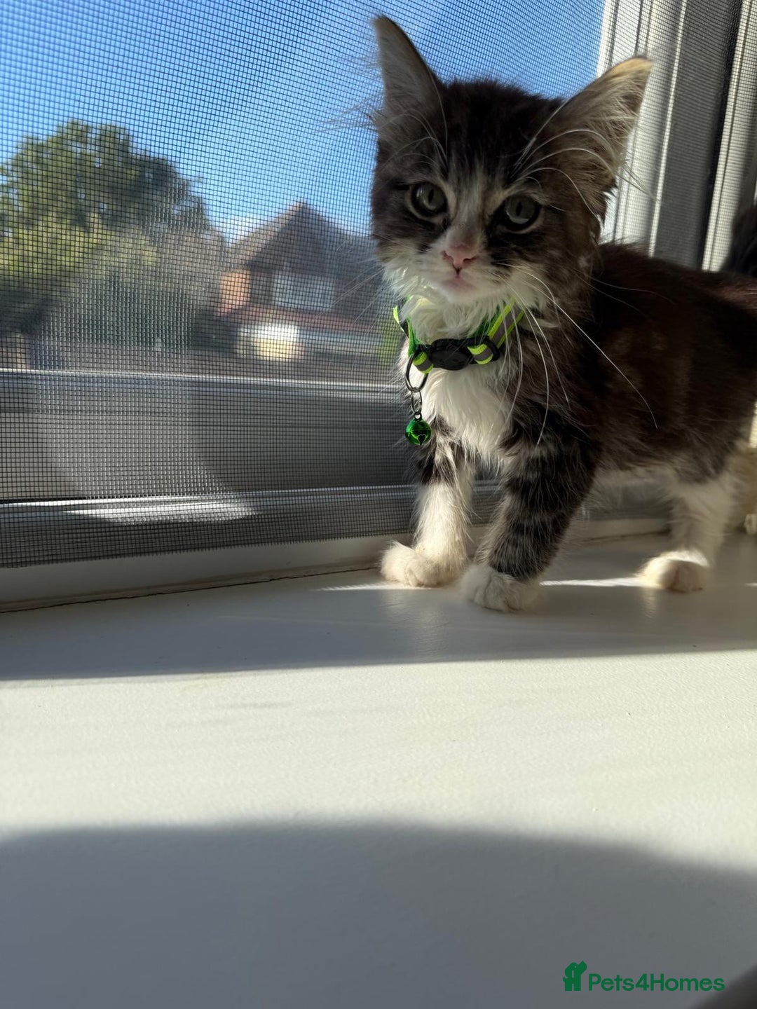 Mixed Breed cats for sale: Adorable Ragdoll and Norwegian Forest Kittens - Image 2