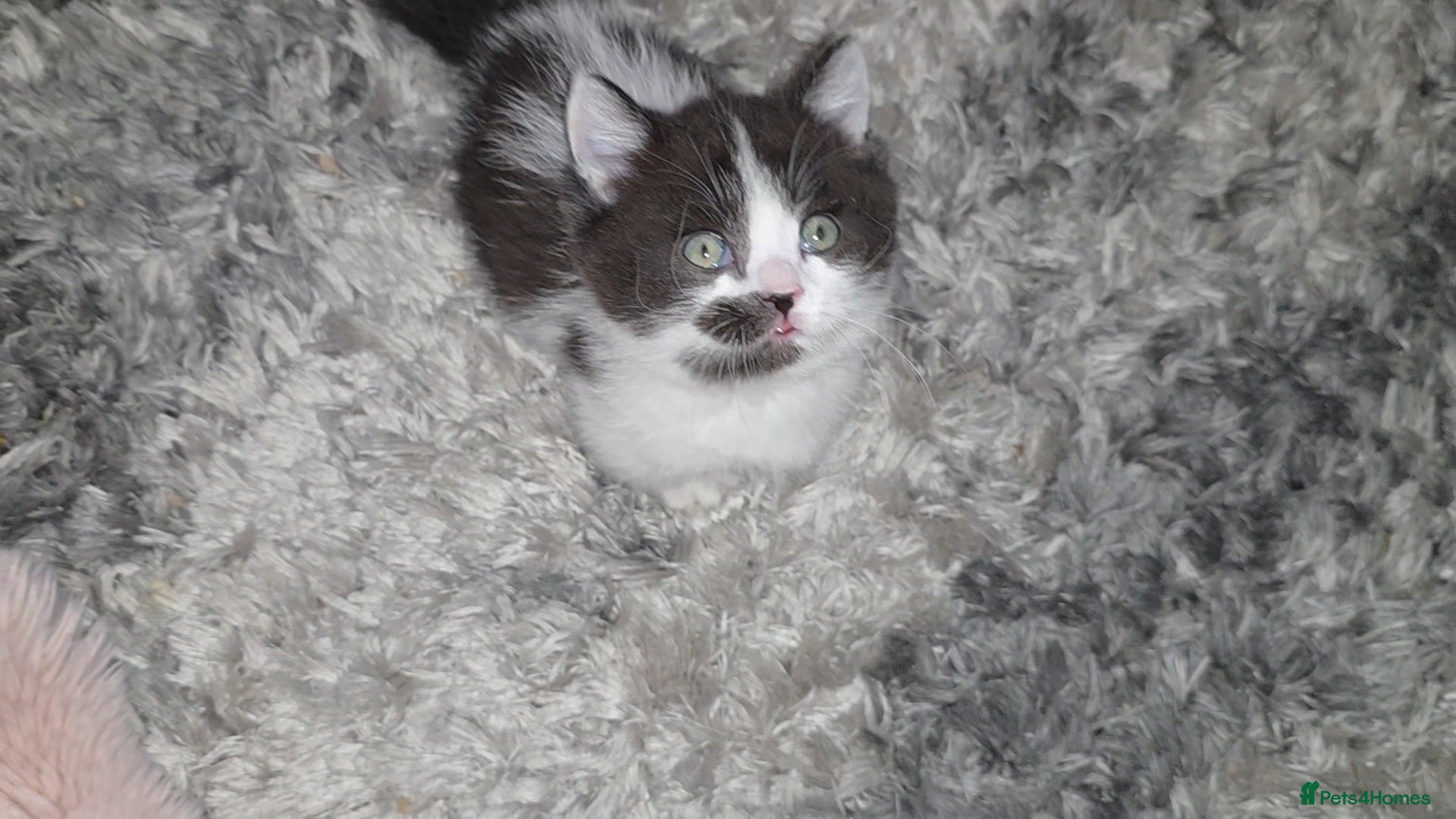 Munchkin cats Munchkin kittens - Advert 4