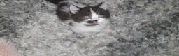 Munchkin cats for sale: Munchkin kittens - Advert 3