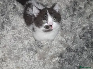 Munchkin cats Munchkin kittens - Advert 4