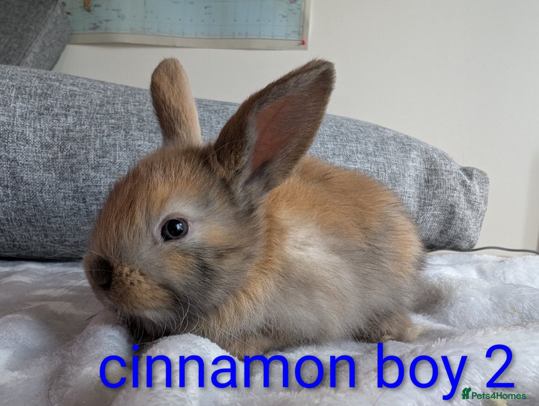 Mini Lop rabbits for sale: Mini lop baby rabbits  - Image 7