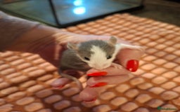 Rat rodents for sale: Fancy baby rats - Image 12