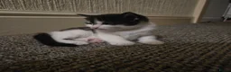 Mixed Breed cats for sale: 🐾2 KITTENS LEFT 🐾  - Advert 6