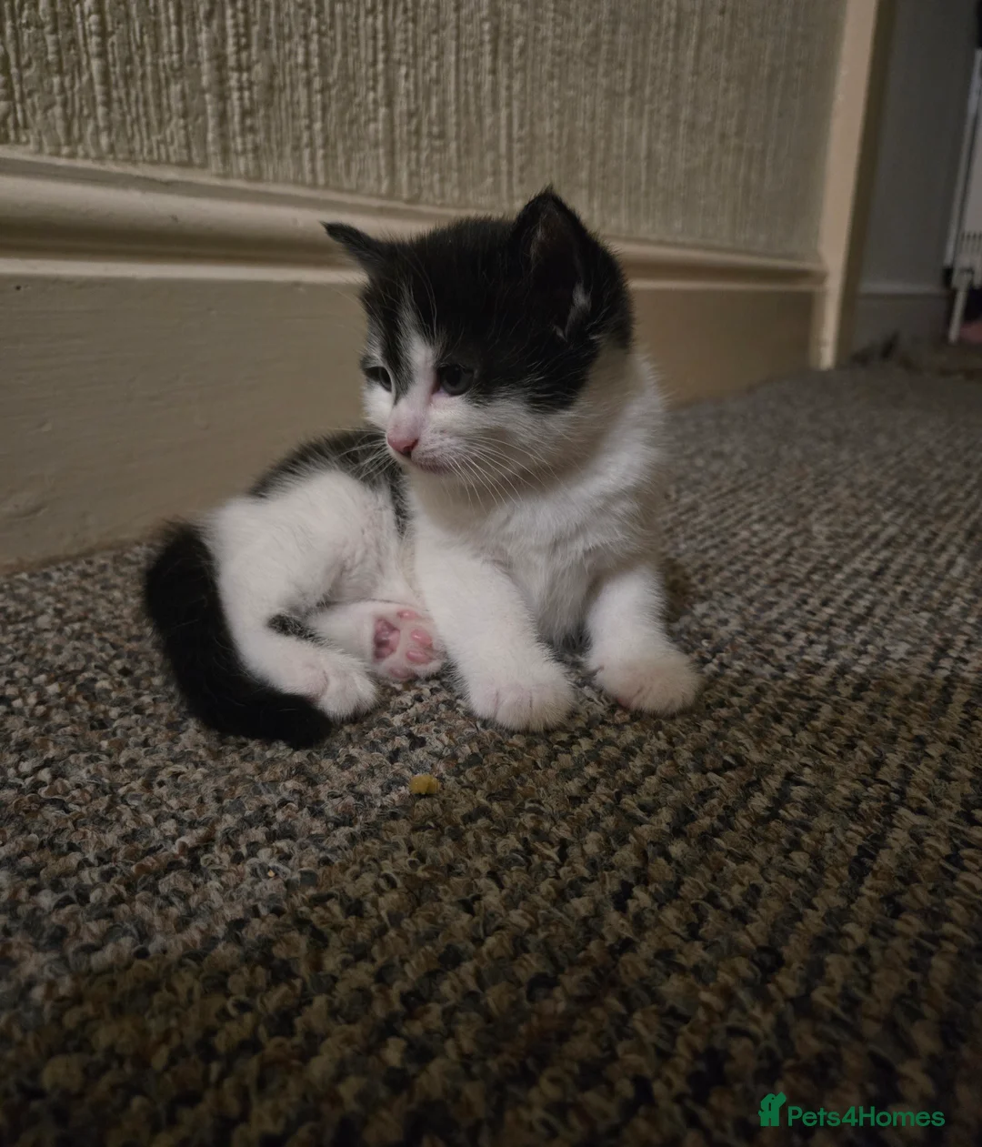Mixed Breed cats for sale: 🐾2 KITTENS LEFT 🐾  - Advert 6